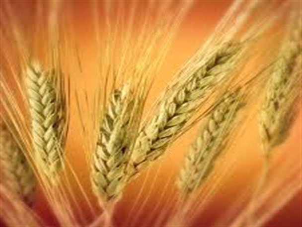 گندم های آلوده خوزستان از دسیسه تا واقعیت!