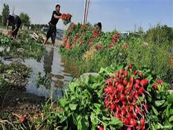 مزارع کشور در آتش فاضلاب شهری می سوزند