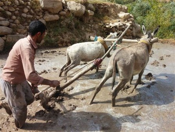 شخم زمین های کشاورزی به روش سنتی در باغملک +تصاویر
