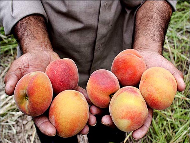 گزارش تصویری/ برداشت هلو از باغات نقده