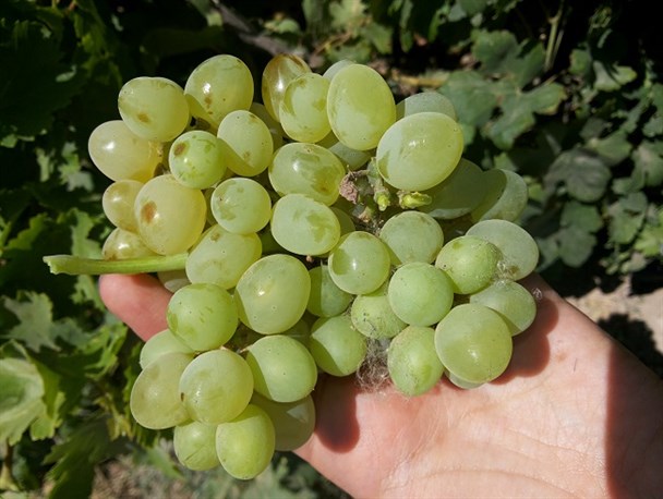 گزارش تصویری از باغات انگور و نخیلات شهرستان کارون