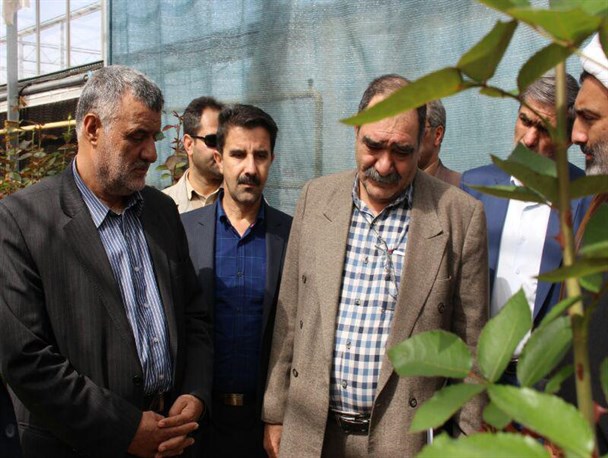 بازدید وزیر جهادکشاورزی از گلخانه پرورش گل رز کامبادن در شهرستان کرمانشاه