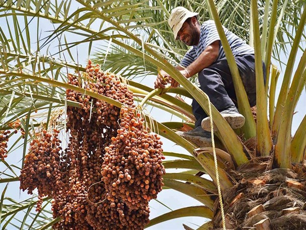 پیش بینی برداشت 700 تن خرما در نهبندان