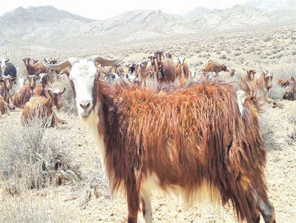 حیات«بز سرخ» مهمترین دام ندوشنی ها با خطر مواجه شده است