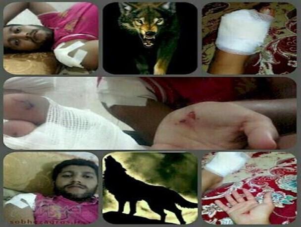 فداکاری جوان لنده ای برای جلوگیری از کشته شدن یک قلاده گرگ + تصاویر