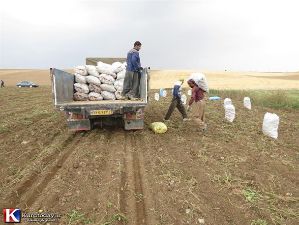 کشاورزان کردستانی همچنان در حسرت صنایع تبدیلی/ خام فروشی بلای جان کشاورزان شد