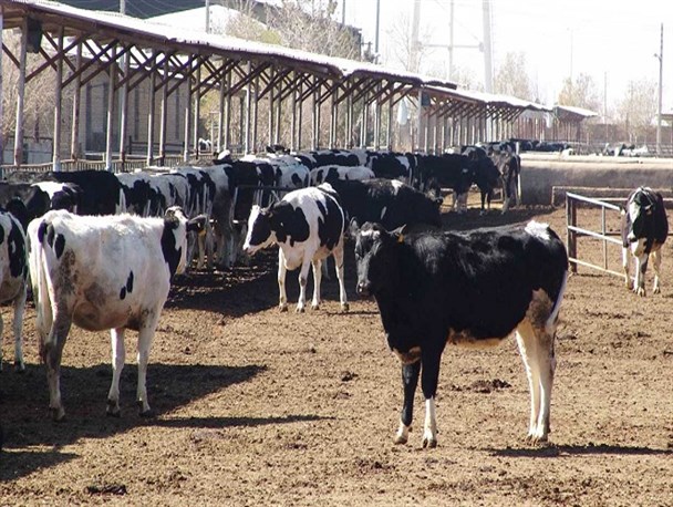 وضعیت دامداران یزدی اسفناک است/ ضرر ۱۵۰۰ تومانی برای هر کیلو شیر