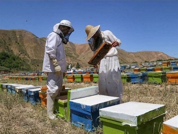 خشکسالی و ریزگردها کام کندوداران را تلخ کرد/ کاهش تولید عسل