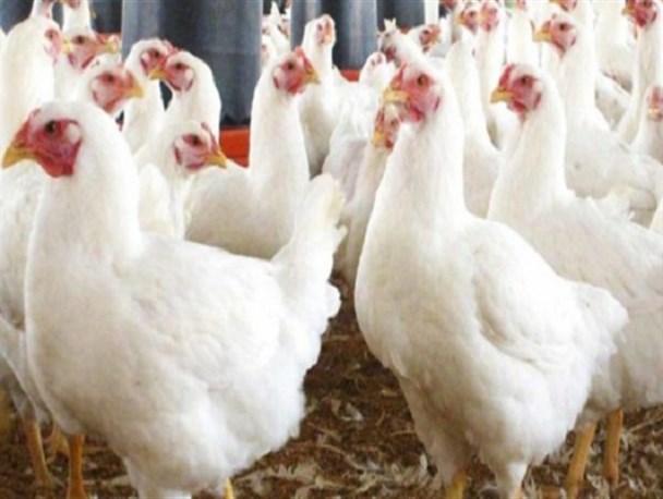 کشف بیش از ۵ تن مرغ زنده قاچاق در آوج