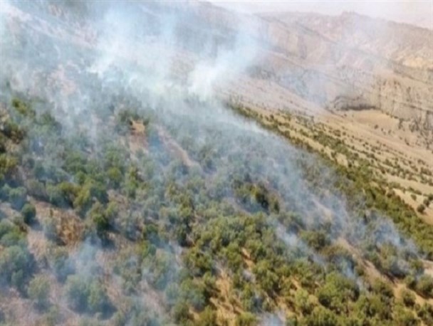 جنگل زنده است نفس می کشد/ آتش به جان زاگرس نیندازید