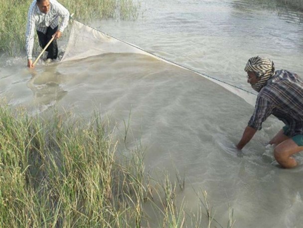 ۱۰۰ گروه صیادی برای نجات جان ماهیان فعال شدند/ انتقال ۳۰۰ هزار بچه ماهی به استخرهای پرورش ماهی