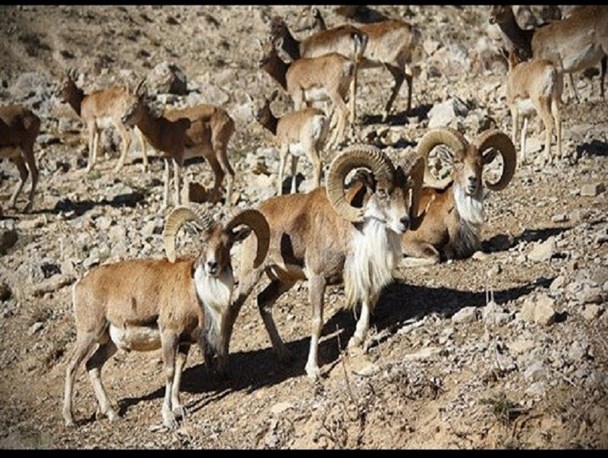 سگ گرگ گوسفندان دامداران را درید/ حیوانات منطقه حفاظت شده درمیان، تهدیدی جدی برای محصولات کشاورزی
