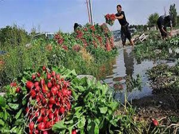 سبزی تر و تازه با طعم فاضلاب/ مزارعی که با فاضلاب آبیاری می شوند!