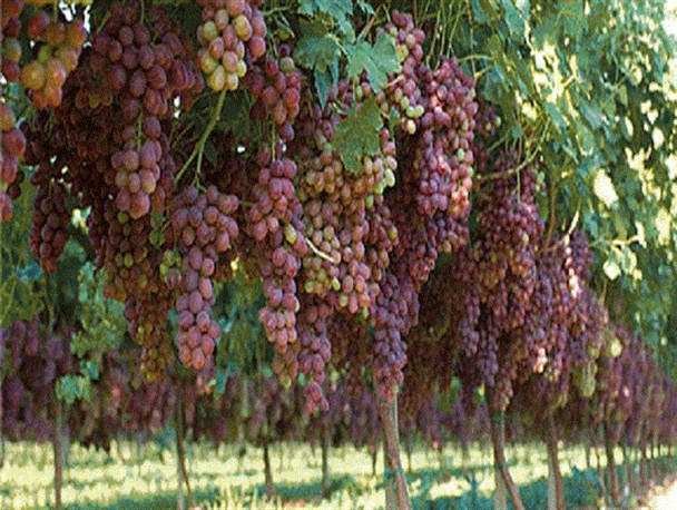 قطب انگور ایلام  در انتظار تدبیر مسئولان به سر می برد