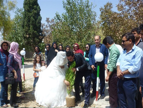 کاشت درخت یک زوج مرودشتی در روز عروسی + عکس