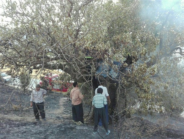 سهل انگاری، آتش به جان درخت 700 ساله روستای کاشتر زد