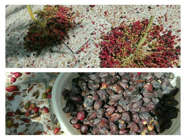 برداشت خرما در ایذه + تصاویر
