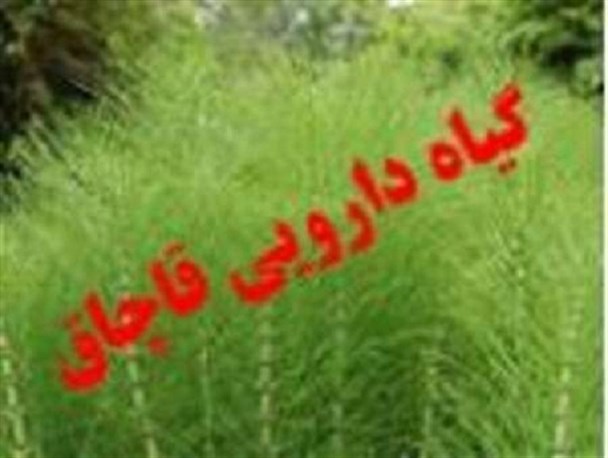 کشف بیش از دو تن داروی گیاهی قاچاق در شهرستان نیمروز/ متهم دستگیر شد