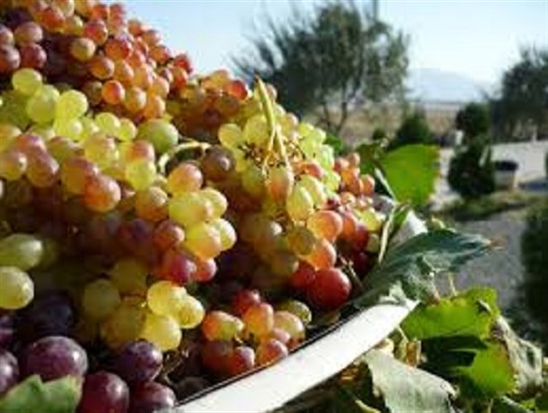 ۱۶۵ هزار تن انگور امسال در  زنجان برداشت می شود