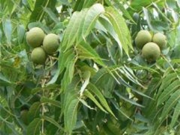 آغاز برداشت گردو و بادام در اردستان