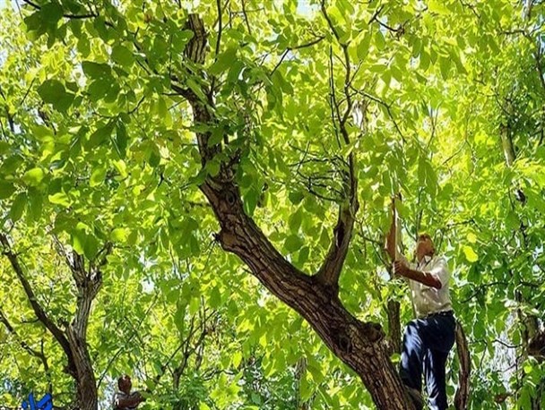 سقوط 40 گردوتکان در تویسرکان و ثبت 2 فوتی و 2 قطع نخاعی/منفعت طلبان به دنبال عزادار کردن مردمند