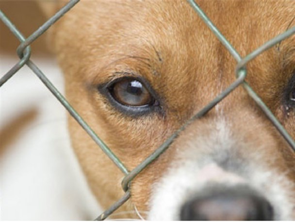 ساماندهی سگ های ولگرد بدون پشتوانه مالی/ حامیان حیواناتی که حمایت نمی شوند