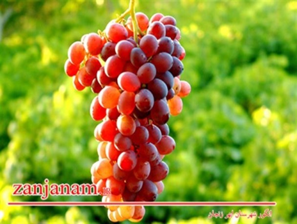 تصاویری زیبا از انگور شیرین