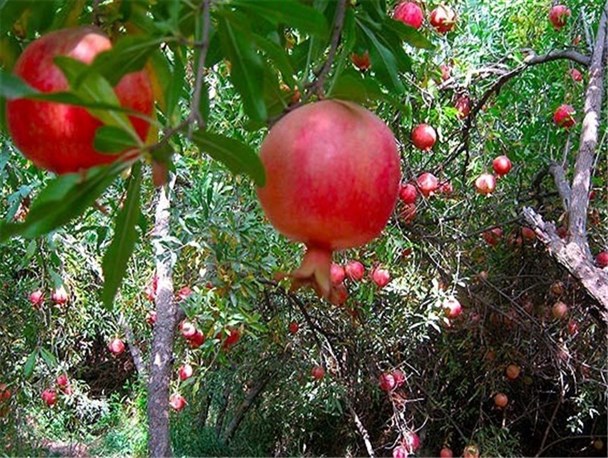 ورود صندوق حمایت برای خرید انار کشاورزان فردوس