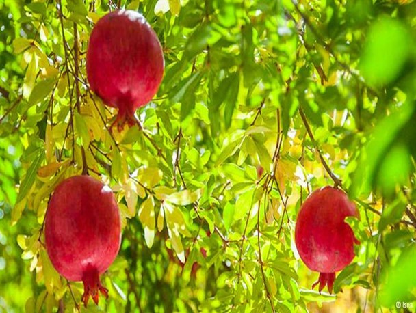 صادرات انار به کره جنوبی