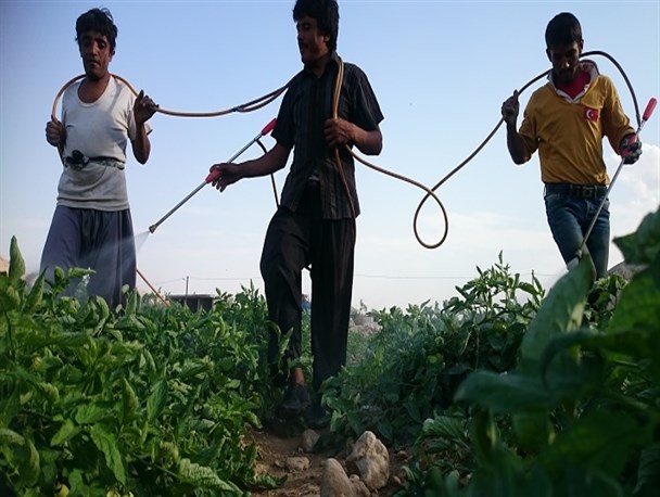 تصاویر/سم پاشی مزارع گوجه‏‎فرنگی دشتی