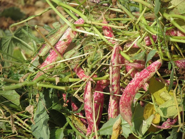 موج‌سواری دلالان بر بازار پرنوسان لوبیا در خمین/وجود صنایع تبدیلی دست واسطه‌ها را کوتاه می‌کند+عکس