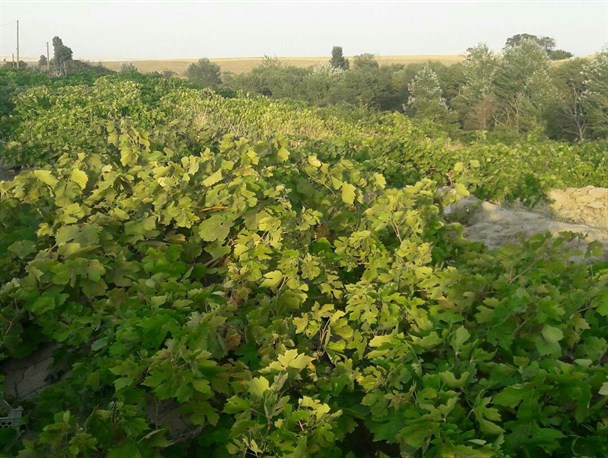 ۶ ماه تلاش شبانه روزی کشاورزان بیجاری؛ از غوره و مویز تا دوشآب و مشتقات انگور