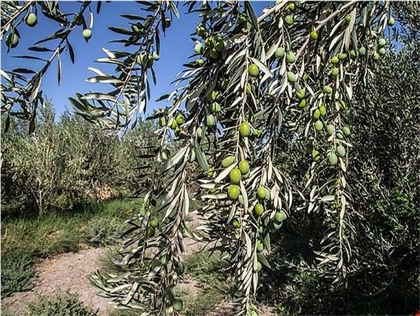سودآوری از درختان زیتون درسیستان وبلوچستان/برداشت سالانه ۲۰ تن محصول از کشت ۵۰۰ نهال در دانشگاه زابل