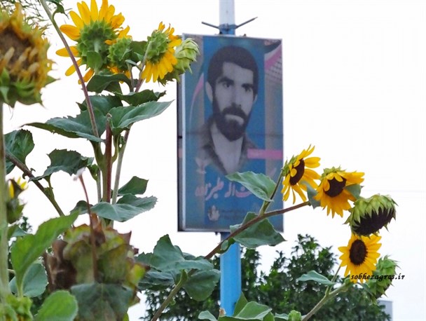 زیبایی گل‌های "آفتابگردان" در پاییز گچساران