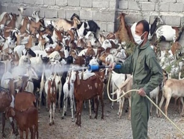 بیش از ۶ هزار راس دام در "بزمان" واکسینه شدند/ دامداران هرگونه بیماری را جدی بگیرند