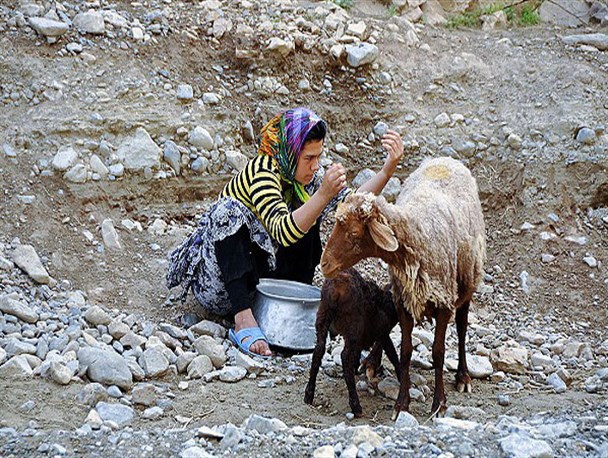 شناسایی 87 بیمار مبتلا به تب مالت در بوکان