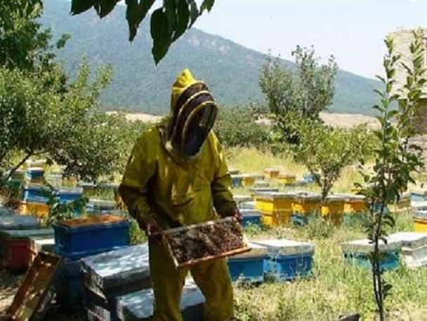 تولید ۳۸۰ تن عسل در زنبورستان‌های شهرستان قزوین