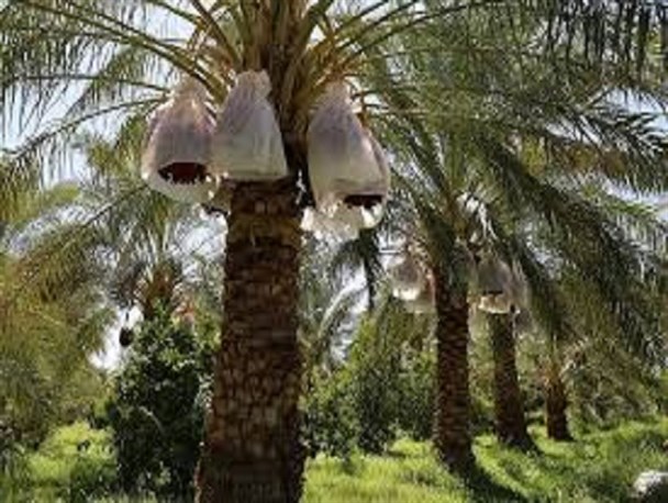 کاهش 5 درصدی آفت خشکیدگی خوشه خرما در نخلستان یک شهروند بمی