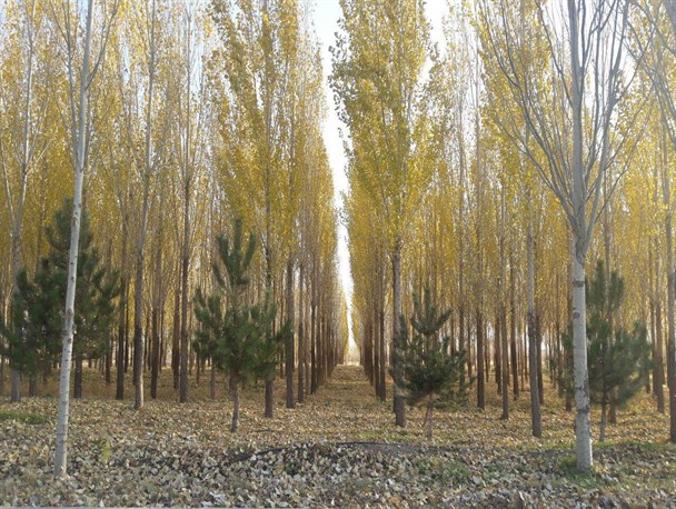 رنگ پاییز زنجان در کوچه راه هایی با برگ های درختان سرو +تصاویر
