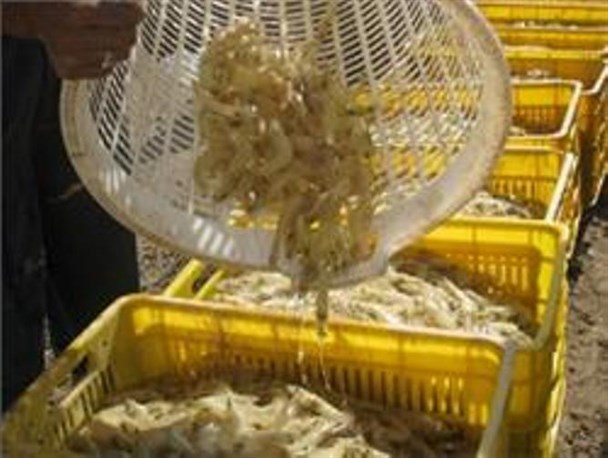 اشتغال 900 مینابی در عرصه های اقتصاد مقاومتی