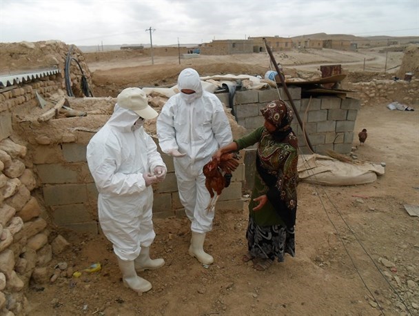 طرح ملی واکسیناسیون طیور روستایی در شهرستان سرباز اجرا می‌شود