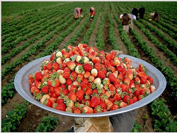اجرای طرح توسعه باغات توت فرنگی در سروآباد