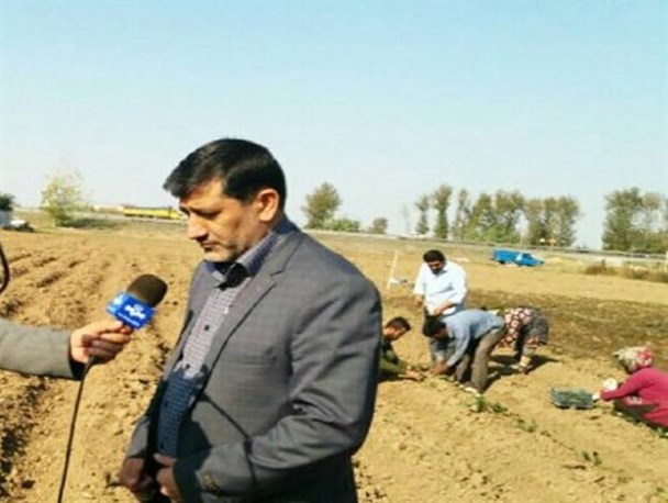 کشت توت فرنگی در ۹۷۰ هکتار از اراضی شهرستان رامیان+ تصاویر