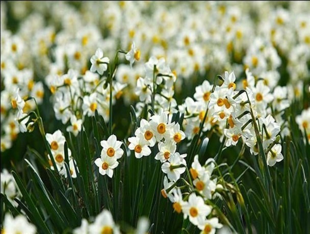 معطرترین نرگس‌ها؛ ناشناخته در بازارهای کشور/ گلایه کشاورزان از تسهیلات بدون صرفه و بیمه‌های گران مزارع