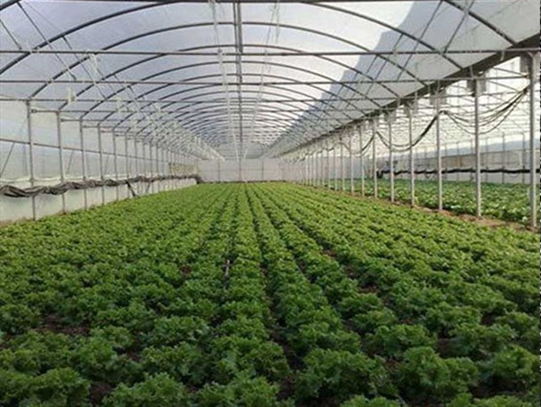 استفاده آب انتقالی در گلخانه های یزد«توهم» است