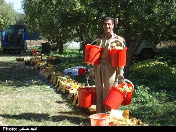 39 هزار تن سیب ذخیره شده در سردخانه های اشنویه