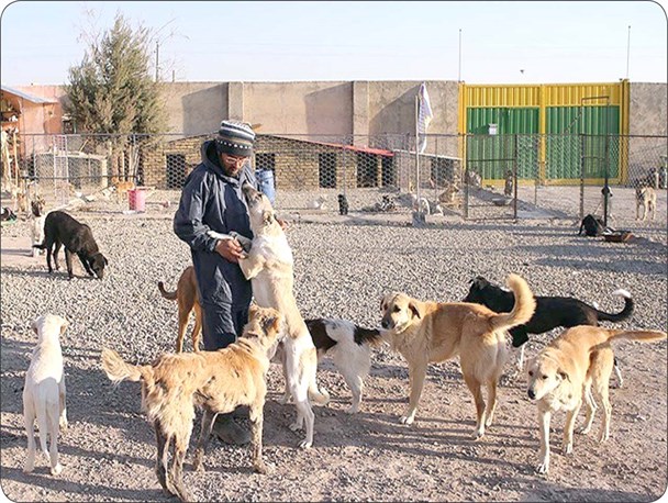 معدوم شدن بیش از ۳۰۰ سگ ولگرد در تربت‌جام