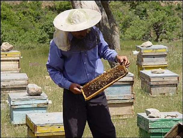 حاجی‌آباد میزبان زنبورداران مناطق سردسیر کشورمی شود