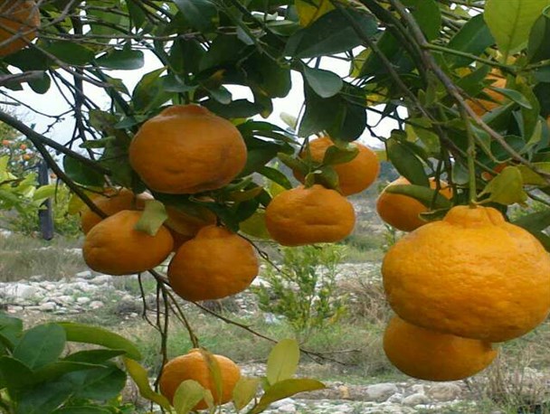 اقدام به موقع مردم بندرعباس برای نجات معیشت روستایان زاکین بالا