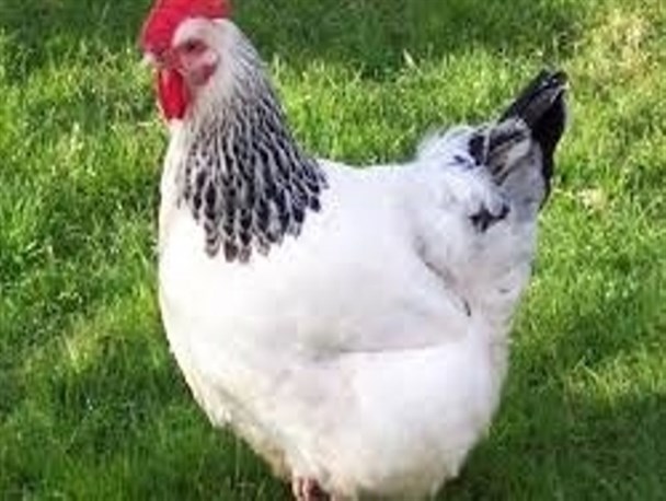 عدم مشاهده آنفلوانزای فوق حاد در طیور بومی و صنعتی  قاینات